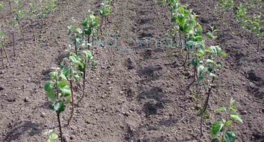 Popis a charakteristika odrůd pstruha hrušního, pěstování, výsadba a péče